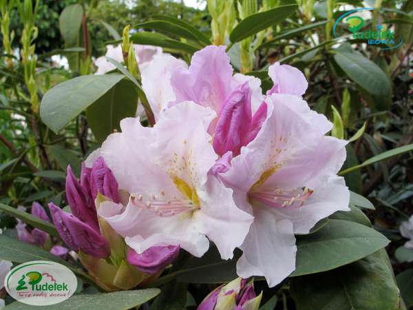 Rhododendron Eskimo